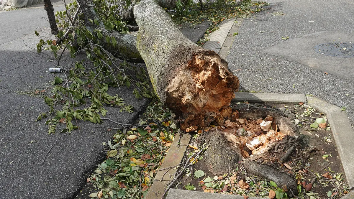 強風や雪などによる倒木の撤去・伐採 - 埼玉県川越市・行田市【草刈り伐採、植木の営繕】