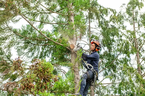 植木の伐採・庭木の撤去 - 埼玉県川越市・行田市【草刈り伐採、植木の営繕】