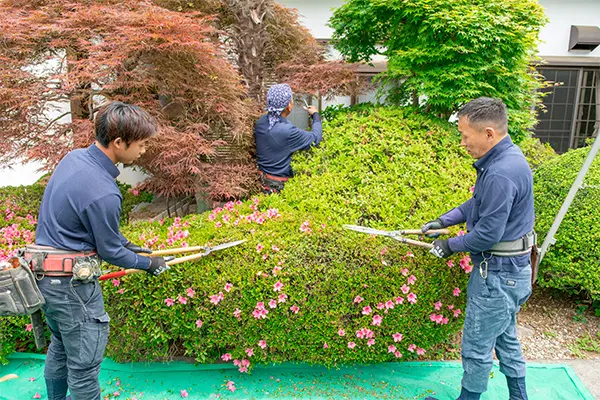 植木の剪定・生垣の刈込 - 埼玉県川越市・行田市【草刈り伐採、植木の営繕】